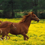 金马奔腾啸江湖 [作者：黄素惠]